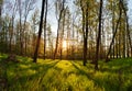 Spring forest panorama with sun Royalty Free Stock Photo