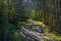 Spring forest, path Royalty Free Stock Photo