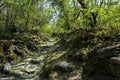 Spring forest - the path is laid out with moss stones Royalty Free Stock Photo