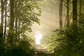Spring forest path with morning sunbeams Royalty Free Stock Photo