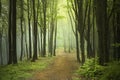 Spring forest path with morning sunbeams