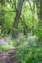 Spring forest path Royalty Free Stock Photo