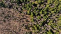 Spring forest. Photographed from the air. Royalty Free Stock Photo