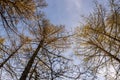 Spring forest with pines and spruces with short needles on the background with tender blue sky. Sunny day. Bottom view on the tree Royalty Free Stock Photo