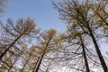 Spring forest with pines and spruces with short needles on the background with tender blue sky. Sunny day. Bottom view on the tree Royalty Free Stock Photo