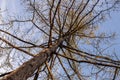 Spring forest with pines and spruces with short needles on the background with tender blue sky. Sunny day. Bottom view on the tree Royalty Free Stock Photo