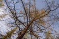 Spring forest with pines and spruces with short needles on the background with tender blue sky. Sunny day. Bottom view on the tree Royalty Free Stock Photo