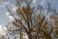 Spring forest with pines and spruces with short needles on the background with tender blue sky. Sunny day. Bottom view on the tree Royalty Free Stock Photo