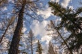 Spring forest with pines and spruces with short needles on the background with tender blue sky. Sunny day. Bottom view on the tree Royalty Free Stock Photo