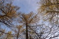 Spring forest with pines and spruces with short needles on the background with tender blue sky. Sunny day. Bottom view on the tree Royalty Free Stock Photo