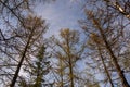 Spring forest with pines and spruces with short needles on the background with tender blue sky. Sunny day. Bottom view on the tree Royalty Free Stock Photo