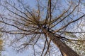 Spring forest with pines and spruces with short needles on the background with tender blue sky. Sunny day. Bottom view on the tree Royalty Free Stock Photo