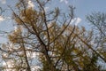 Spring forest with pines and spruces with short needles on the background with tender blue sky. Sunny day. Bottom view on the tree Royalty Free Stock Photo