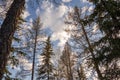 Spring forest with pines and spruces with short needles on the background with tender blue sky. Sunny day. Bottom view on the tree Royalty Free Stock Photo