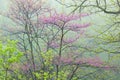 Spring Forest with Redbud