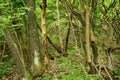 Spring forest scene with trees