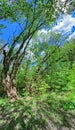 Spring forest scenery with green trees in bright sunny day. panoramic vertical view Royalty Free Stock Photo