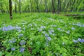 Spring Forest Scenery Illinois Royalty Free Stock Photo