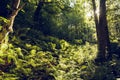 Spring forest Scenic of fresh green deciduous trees framed by leaves, with the sun casting rays through the foliage