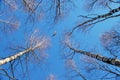 Spring forest and the sky