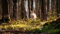 Spring forest with snowdrops and running hares Royalty Free Stock Photo