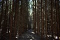 Spring forest. Spruce array. Coniferous alley. Sunny morning light. Moss