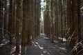 Spring forest. Spruce array. Coniferous alley. Sunny morning light. Moss