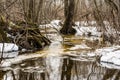 Spring forest stream consisting of meltwater, meltwater stream flows in the wild forest, spring snow melt Royalty Free Stock Photo