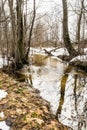 Spring forest stream consisting of meltwater, meltwater stream flows in the wild forest, spring snow melt Royalty Free Stock Photo