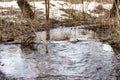 Spring forest stream consisting of meltwater, meltwater stream flows in the wild forest, spring snow melt Royalty Free Stock Photo