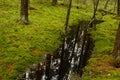 Spring forest stream reflecting the oil on the water surface Royalty Free Stock Photo