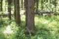 Spring forest. Sunny day in the fir forest.Soft focus Royalty Free Stock Photo