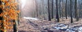 Spring forest on a sunny day during snowmelt