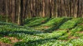 Spring forest during sunset. Flower blossoms in the springtime in the forest. Landscape in spring. Photo for the background.