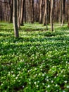 Spring forest during sunset. Flower blossoms in the springtime in the forest. Landscape in spring. Photo for the background.