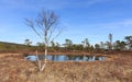 Spring in the forest, swamp with Birch tree in front of a pond Norway Royalty Free Stock Photo