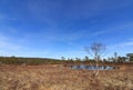 Spring in the forest, swamp with Birch tree in front of a pond Norway Royalty Free Stock Photo