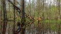 spring forest swamp Royalty Free Stock Photo