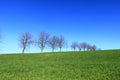 Spring forest theme: leafless trees and blue sky Royalty Free Stock Photo