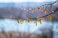 Spring forest. Tree branch with earrings on a blurred background Royalty Free Stock Photo