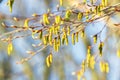 Spring forest. Tree branch with earrings on a blurred background Royalty Free Stock Photo
