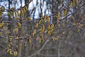 Spring forest. Tree branch with earrings on a blurred background Royalty Free Stock Photo