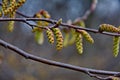 Spring forest. Tree branch with earrings on a blurred background Royalty Free Stock Photo