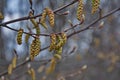 Spring forest. Tree branch with earrings on a blurred background Royalty Free Stock Photo