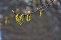 Spring forest. Tree branch with earrings on a blurred background Royalty Free Stock Photo