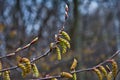 Spring forest. Tree branch with earrings on a blurred background Royalty Free Stock Photo