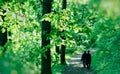 Spring in forest, two elderly persons walks