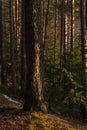 Spring forest at warm sunset