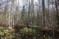 The spring forest and water after snow thawing.