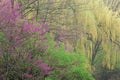 Spring Forest with Weeping Willows and Redbud Royalty Free Stock Photo